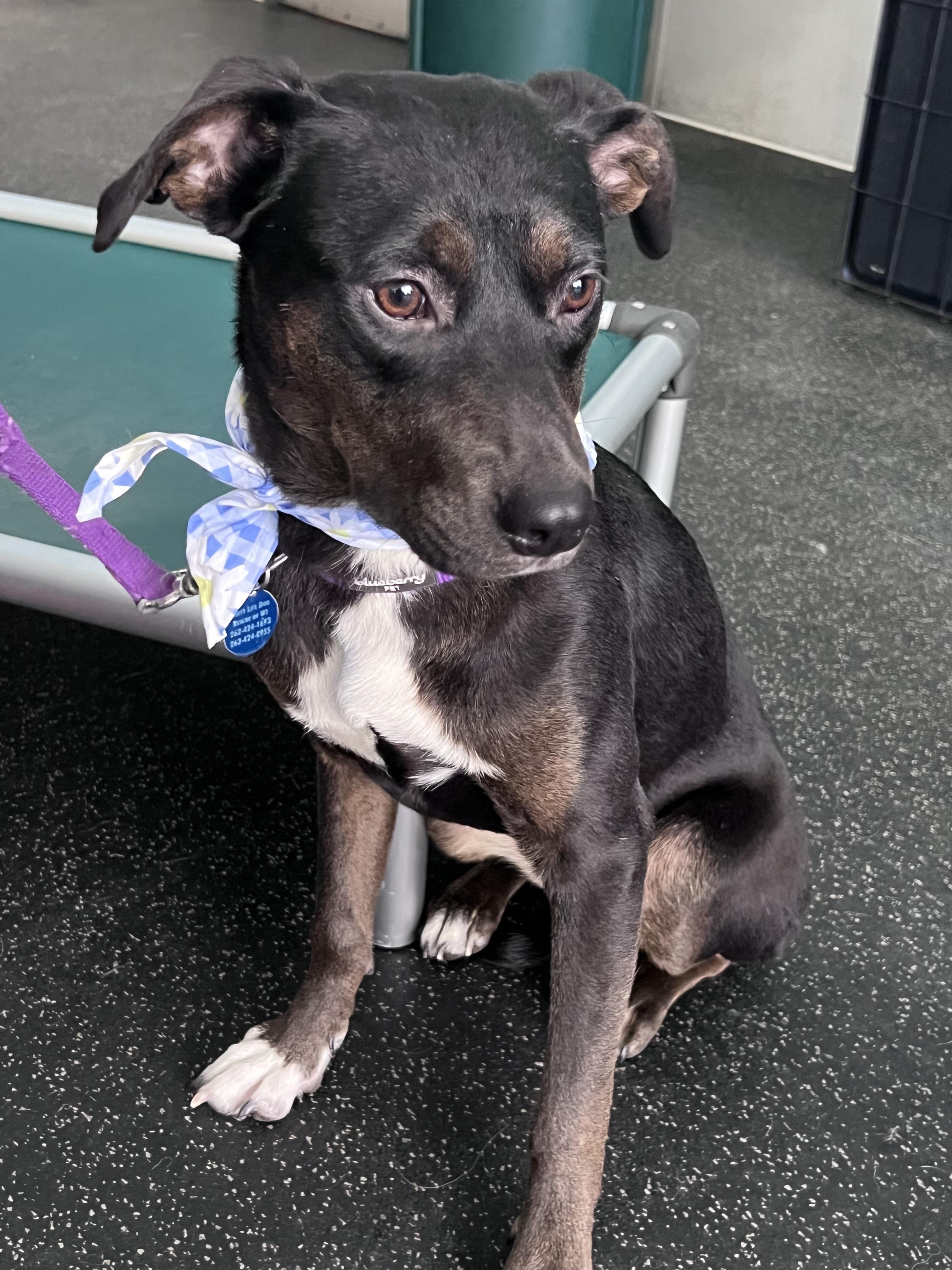 Starr, an adopted mixed breed in Cedarburg, WI image 2/6