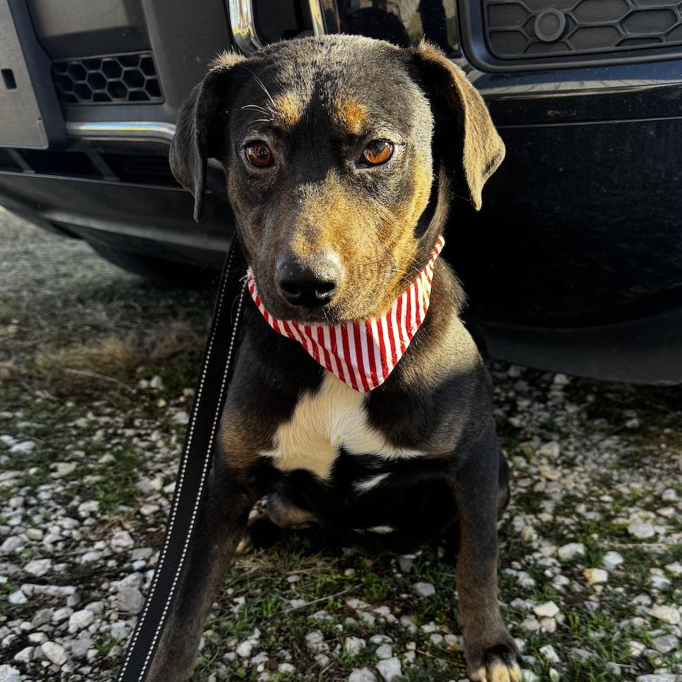 Enlarge Starr, a ADOPTABLE mixed breed in Cedarburg, WI image 4/5