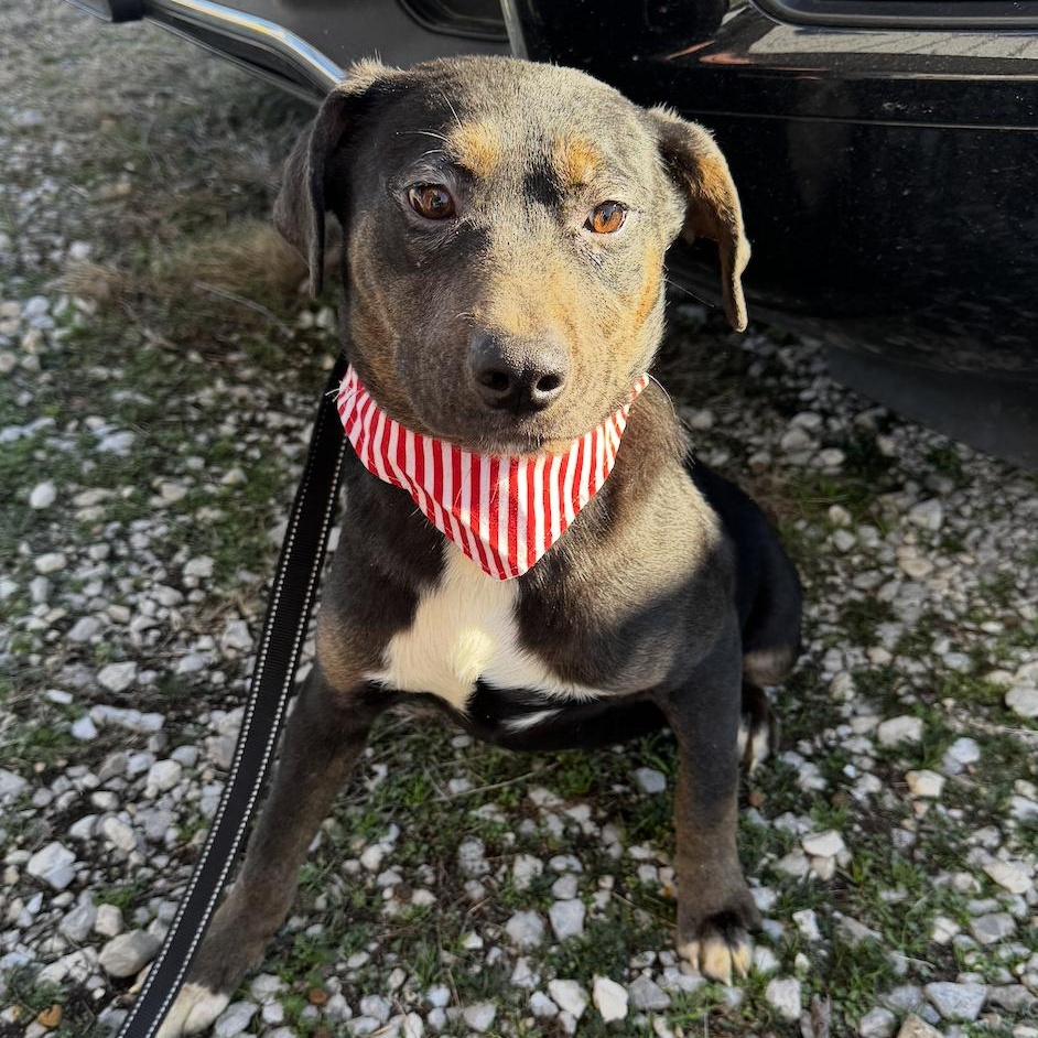 Enlarge Starr, a ADOPTABLE mixed breed in Cedarburg, WI image 3/5