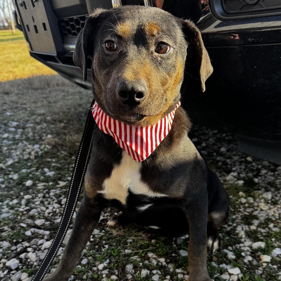 Enlarge Starr, a ADOPTABLE mixed breed in Cedarburg, WI image 2/5