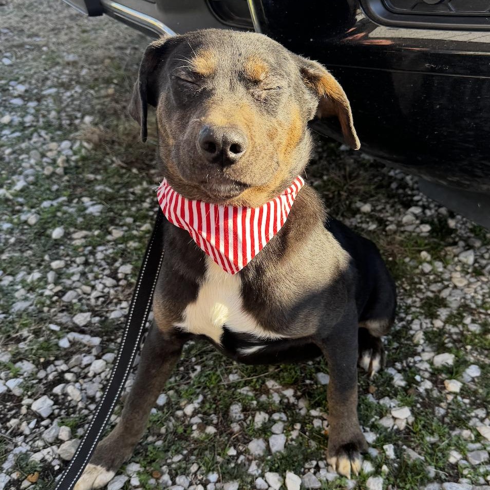 Enlarge Starr, a ADOPTABLE mixed breed in Cedarburg, WI image 5/5