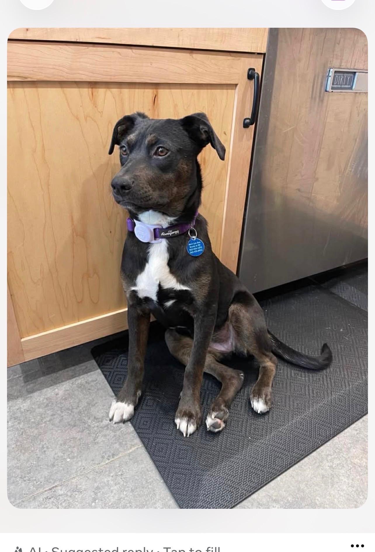 Starr, ADOPTABLE, Puppy Female Labrador Retriever.