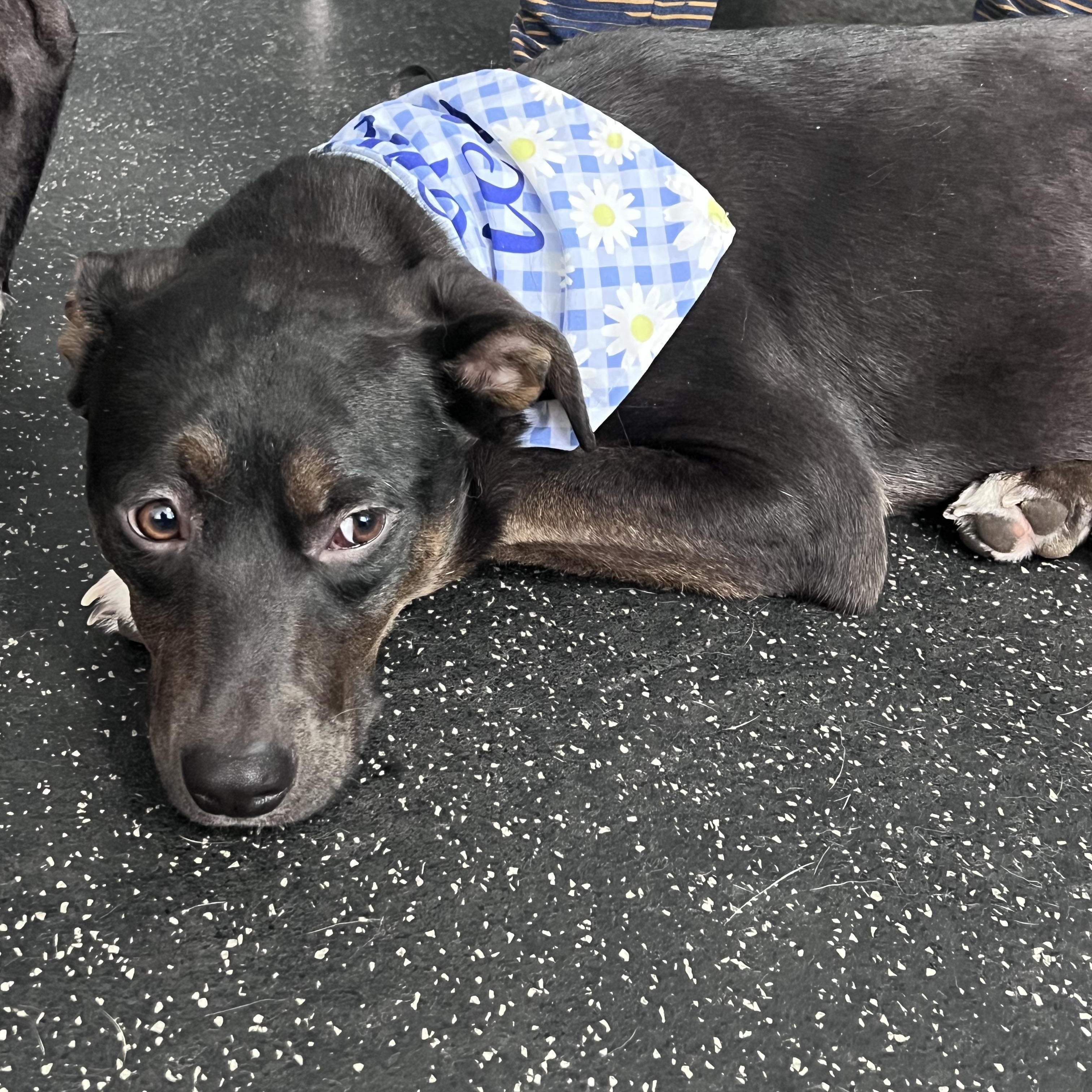 Starr, an adopted mixed breed in Cedarburg, WI image 4/6