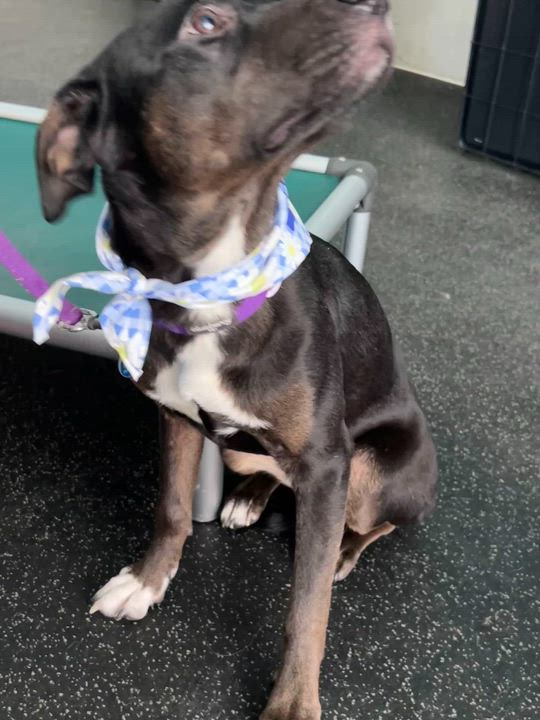 Enlarge Starr, an adopted mixed breed in Cedarburg, WI video 3/6