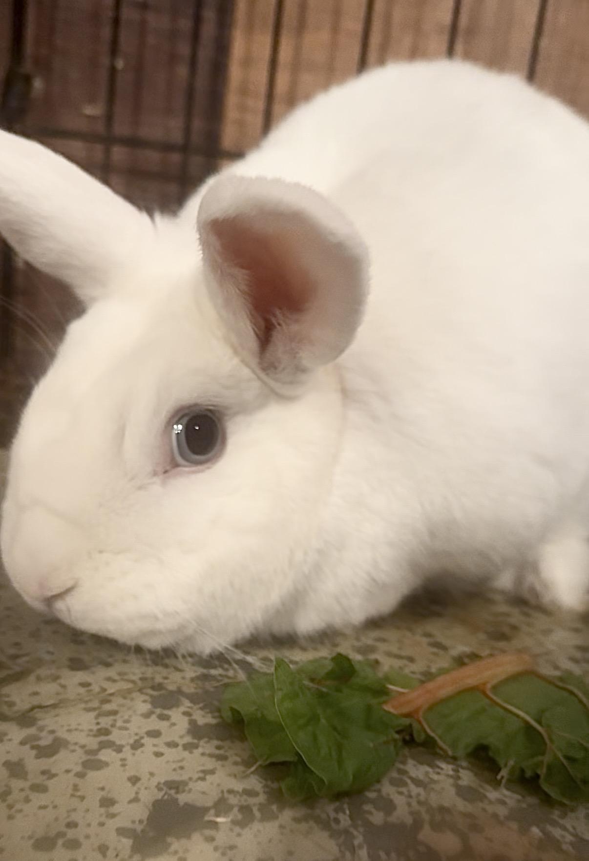 Bobo, a ADOPTABLE Bunny Rabbit in Salisbury Mills, NY image 1/2