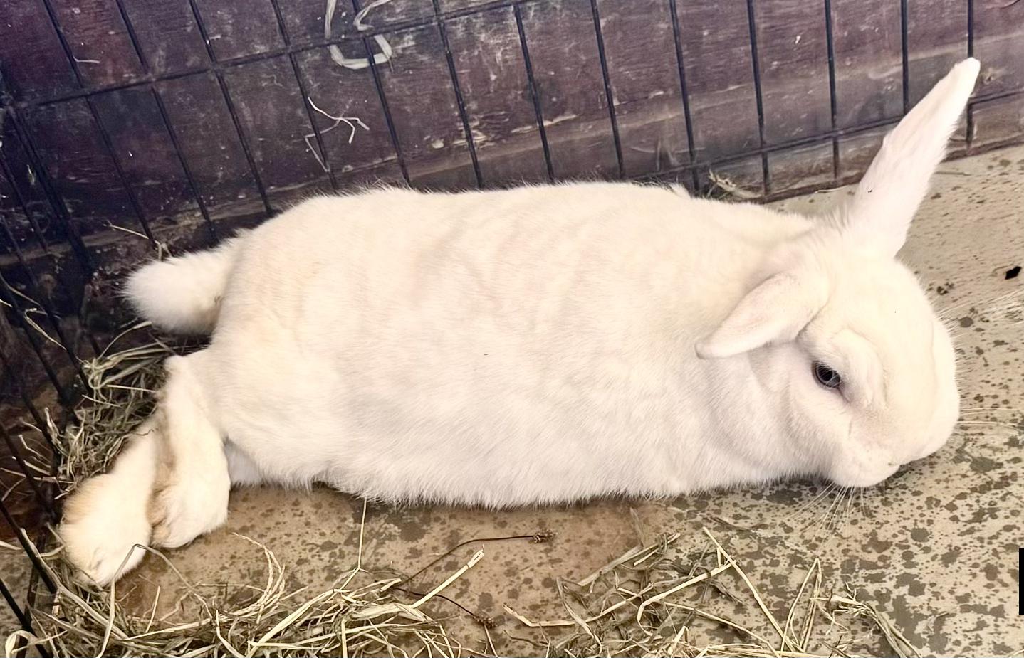 Bobo, a ADOPTABLE Bunny Rabbit in Salisbury Mills, NY image 2/2