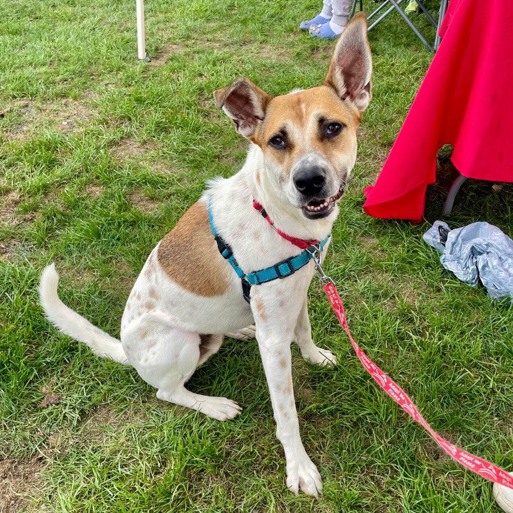 Aston, Adoptable, Adult Male Terrier.
