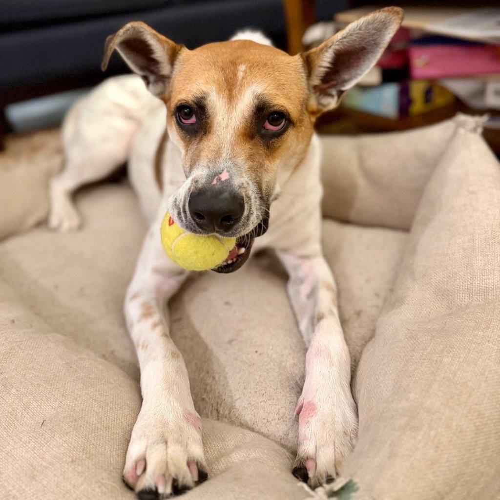 Aston, a Adoptable Terrier in Bloomfield, CT image 1/3