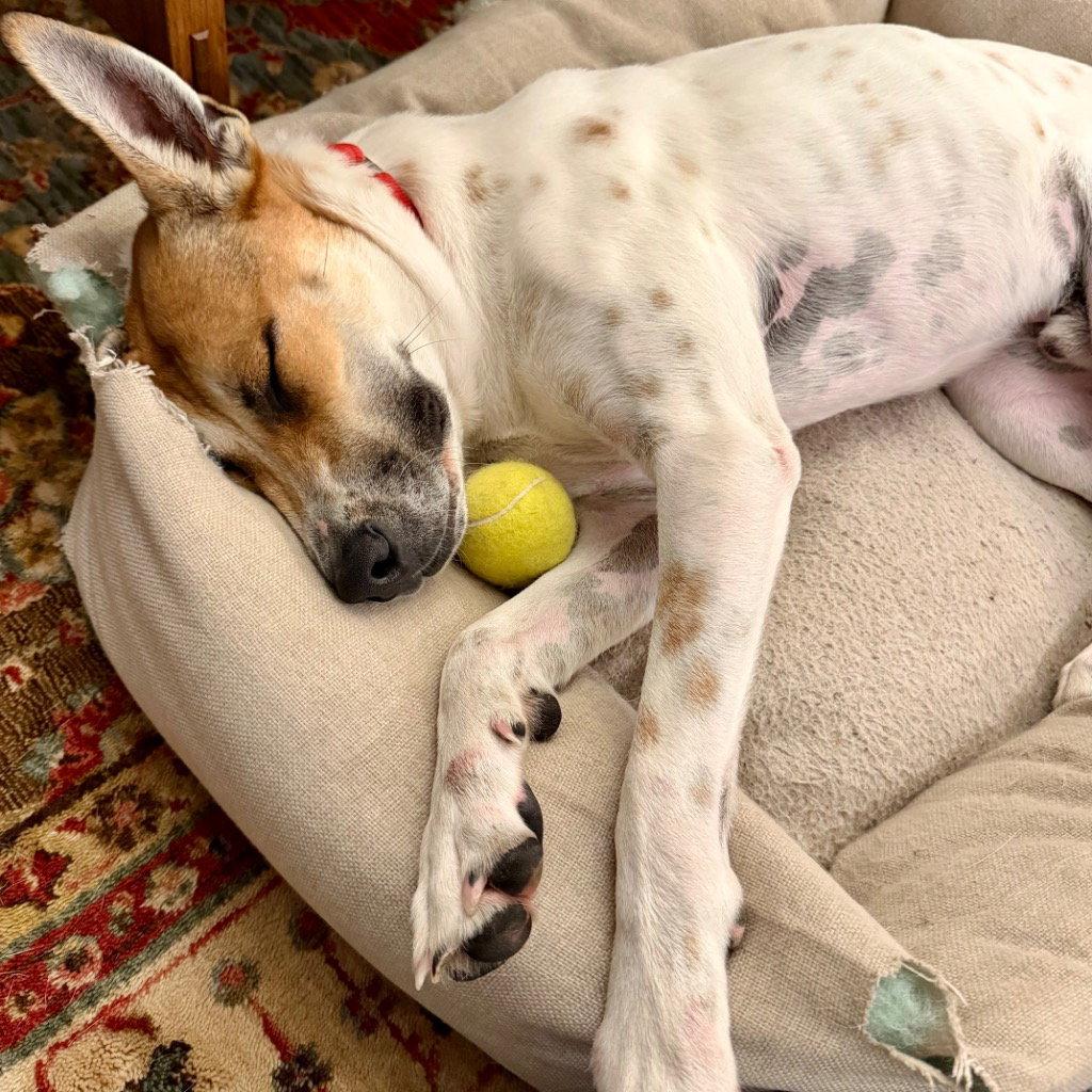Aston, Adoptable, Adult Male Terrier.