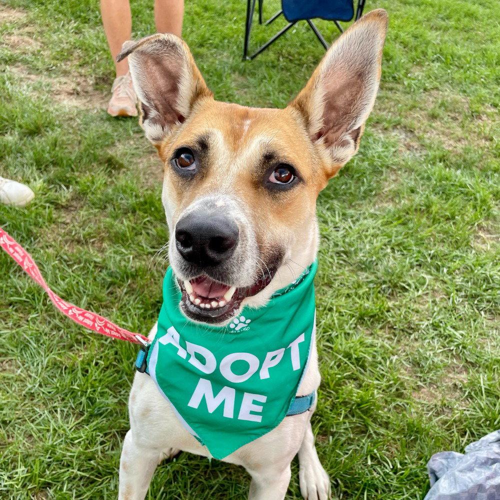 Enlarge Aston, a Adoptable Terrier in Bloomfield, CT image 3/3