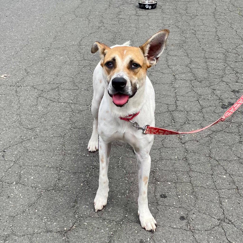 Aston, a Adoptable Terrier in Bloomfield, CT image 2/3