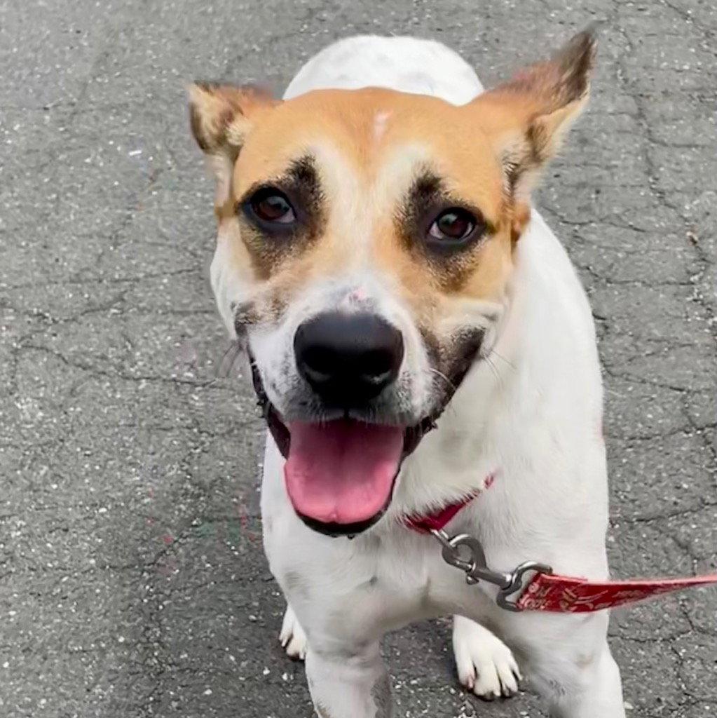 Aston, a Adoptable Terrier in Bloomfield, CT image 3/3