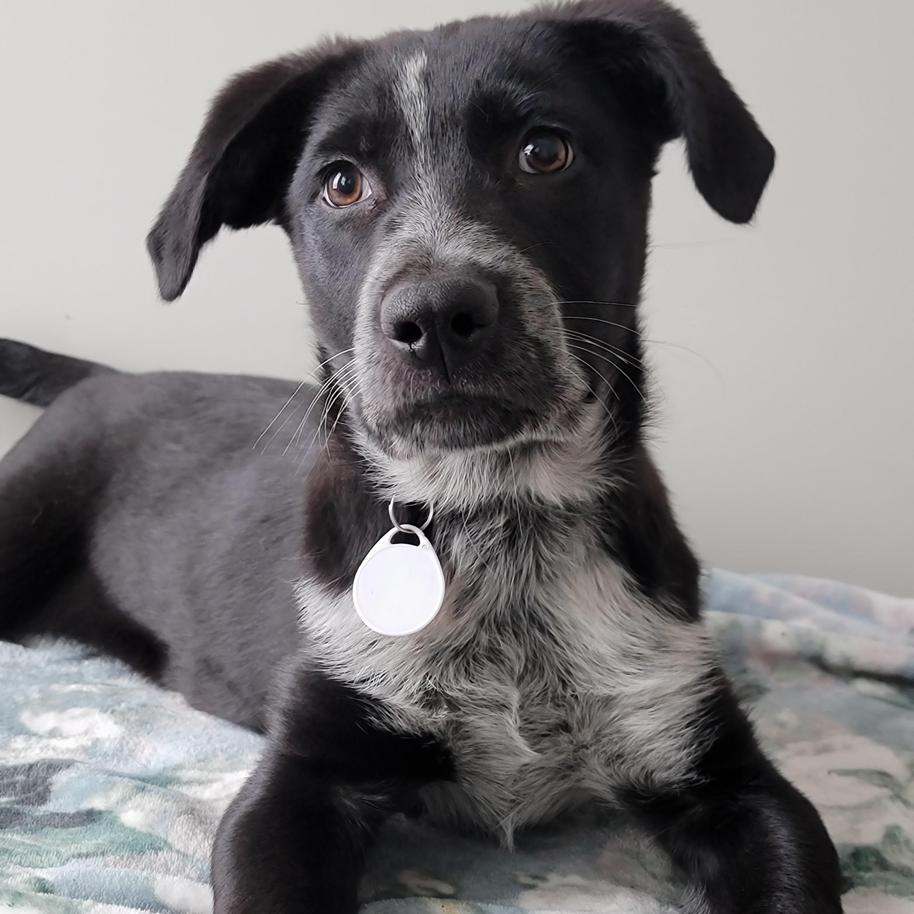 Bucky, adopted, Puppy Male Australian Cattle Dog / Blue Heeler.