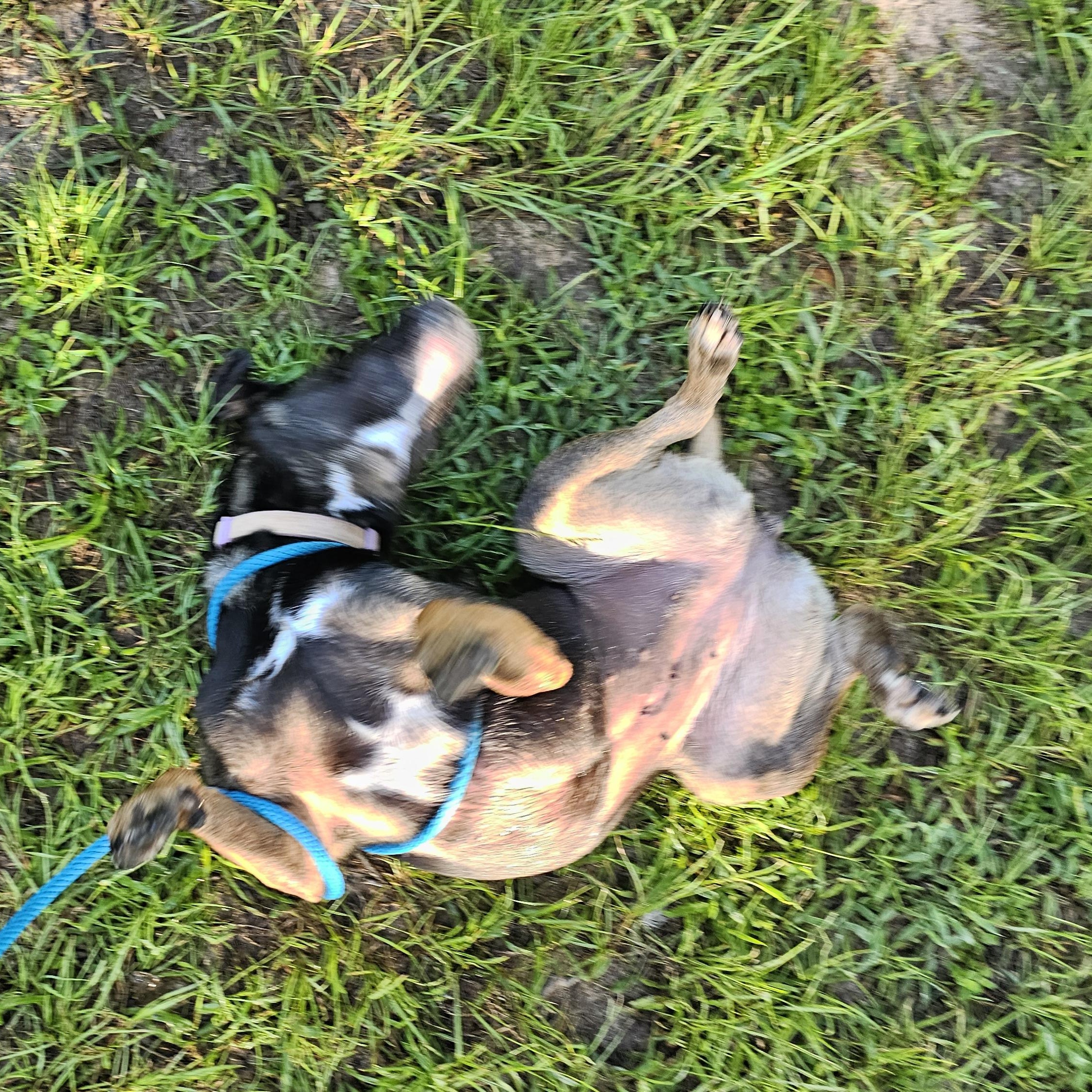 Wednesday, a Adoptable mixed breed in Willis, TX image 4/6