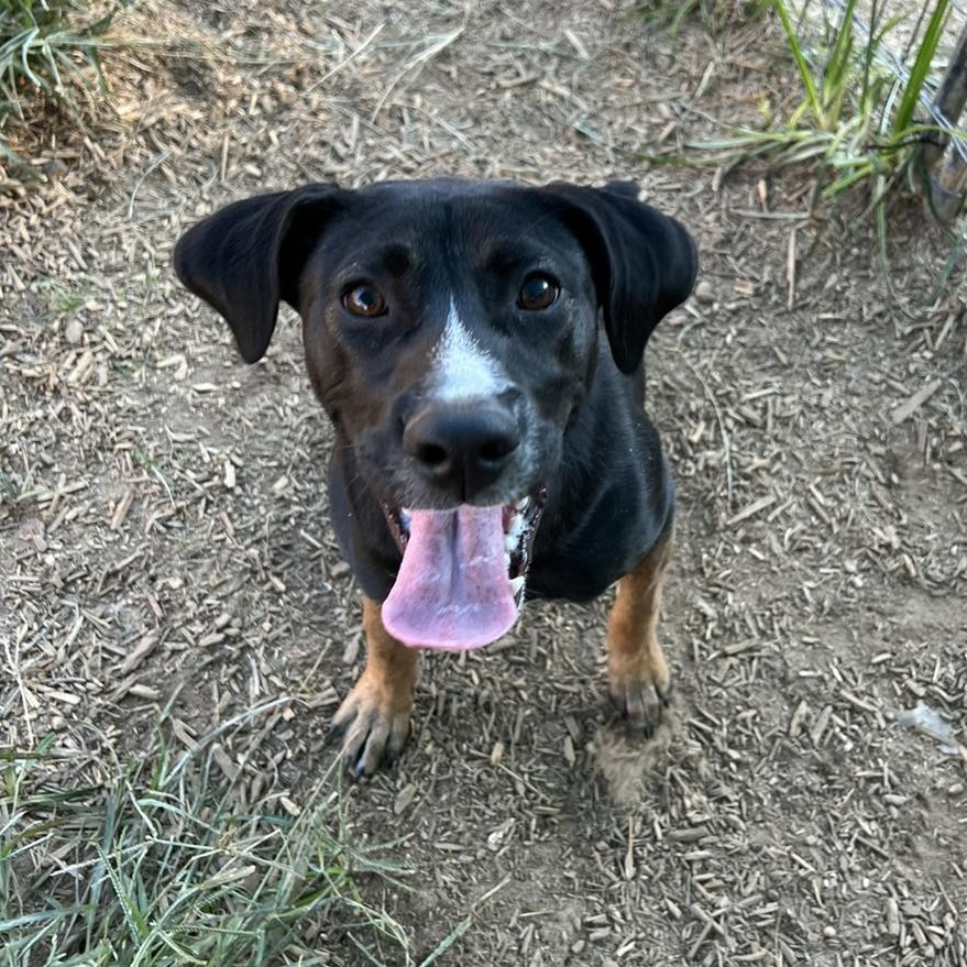 Wednesday, a Adoptable mixed breed in Willis, TX image 2/6