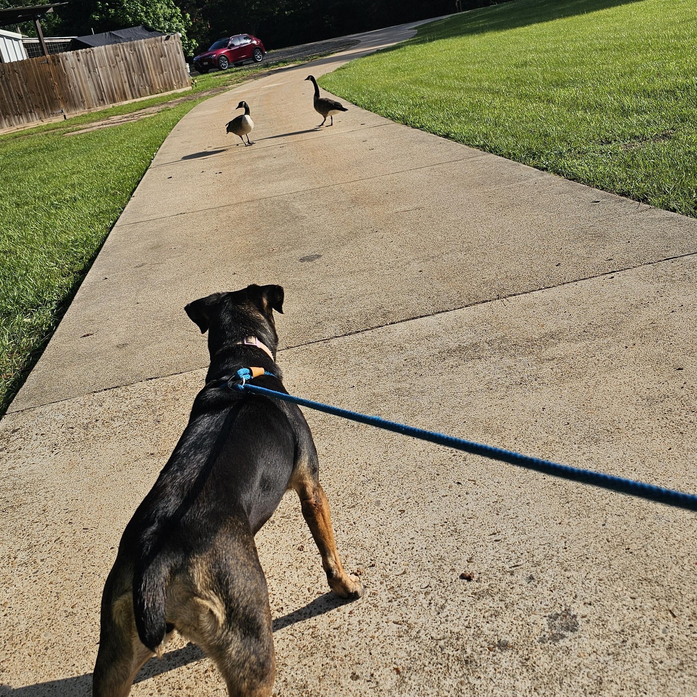 Wednesday, a Adoptable mixed breed in Willis, TX image 5/6