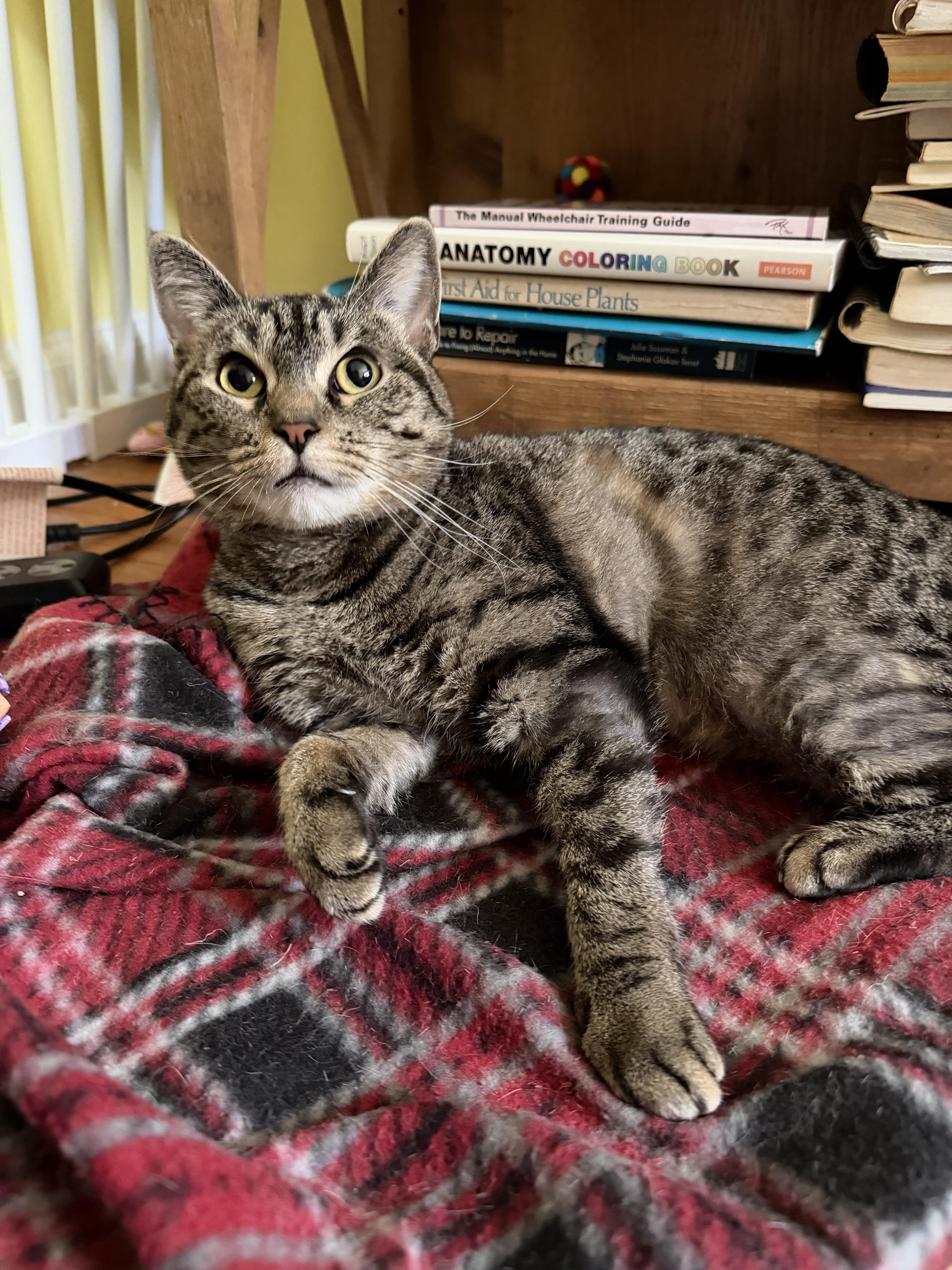 Catniss, ADOPTABLE, Young Female Tabby.