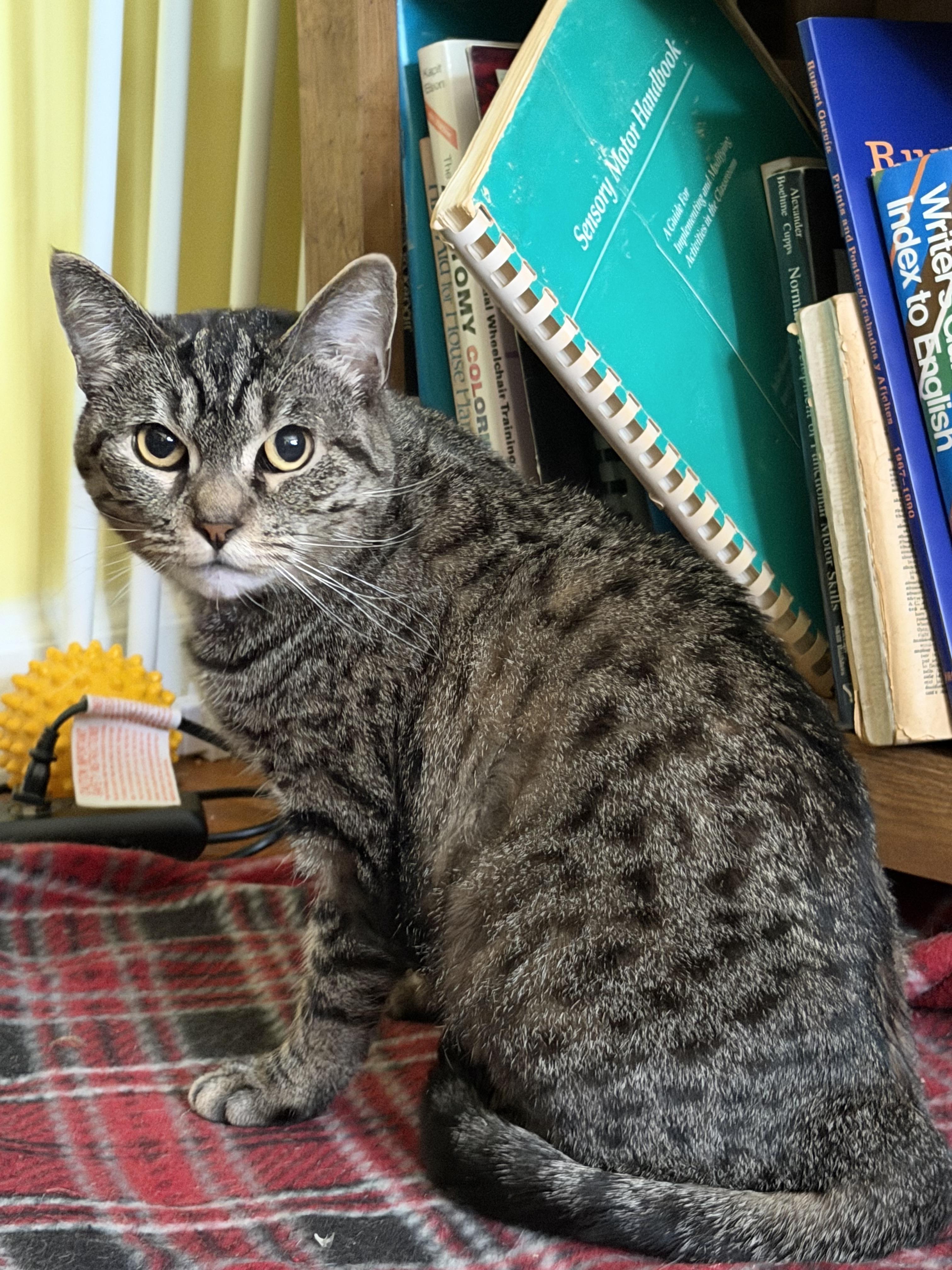 Enlarge Catniss, a Adoptable Tabby in Brick, NJ image 3/5