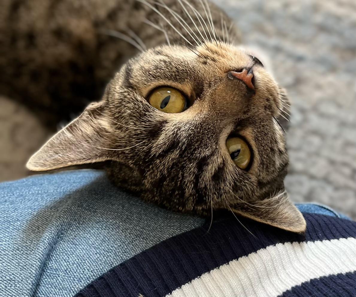 Catniss, ADOPTABLE, Adult Female Tabby.