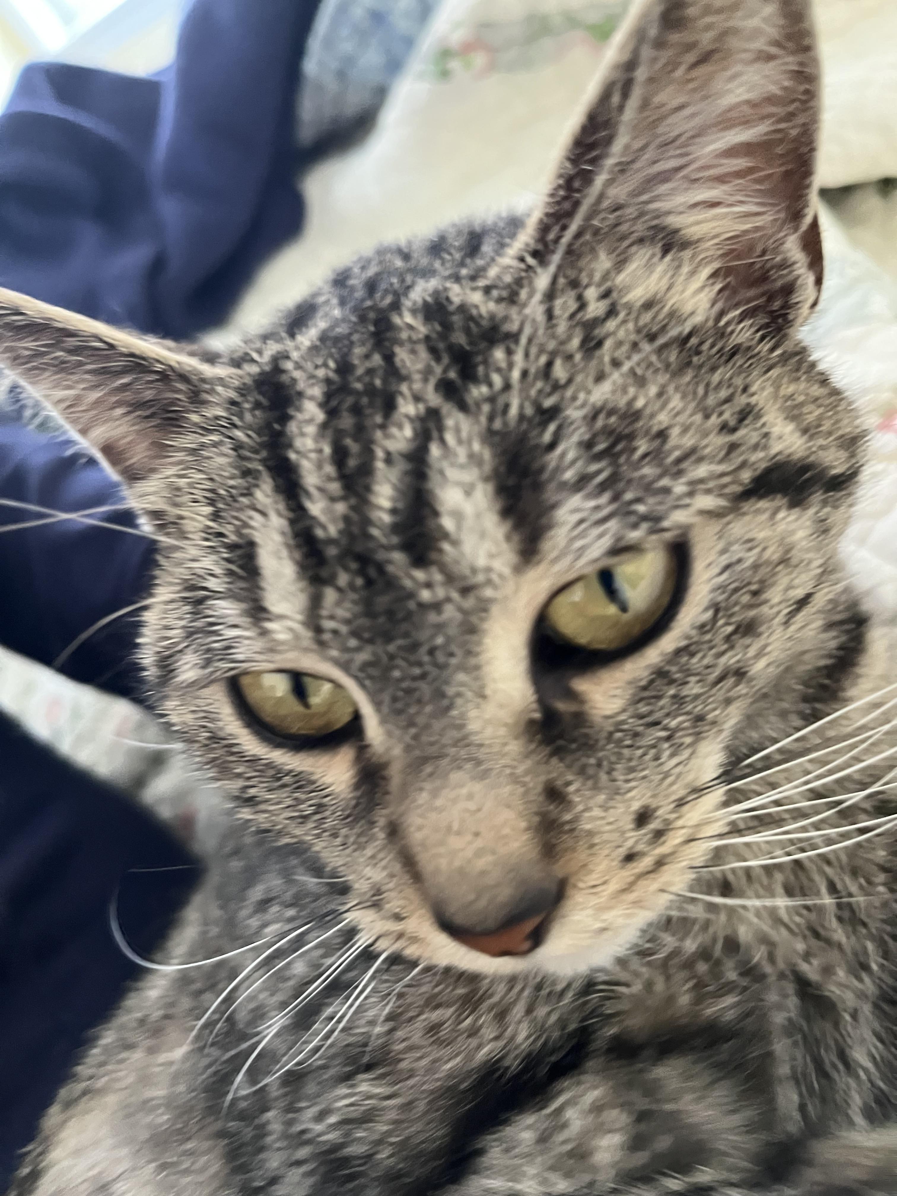 Enlarge Catniss, a ADOPTABLE Tabby in Brick, NJ image 3/5