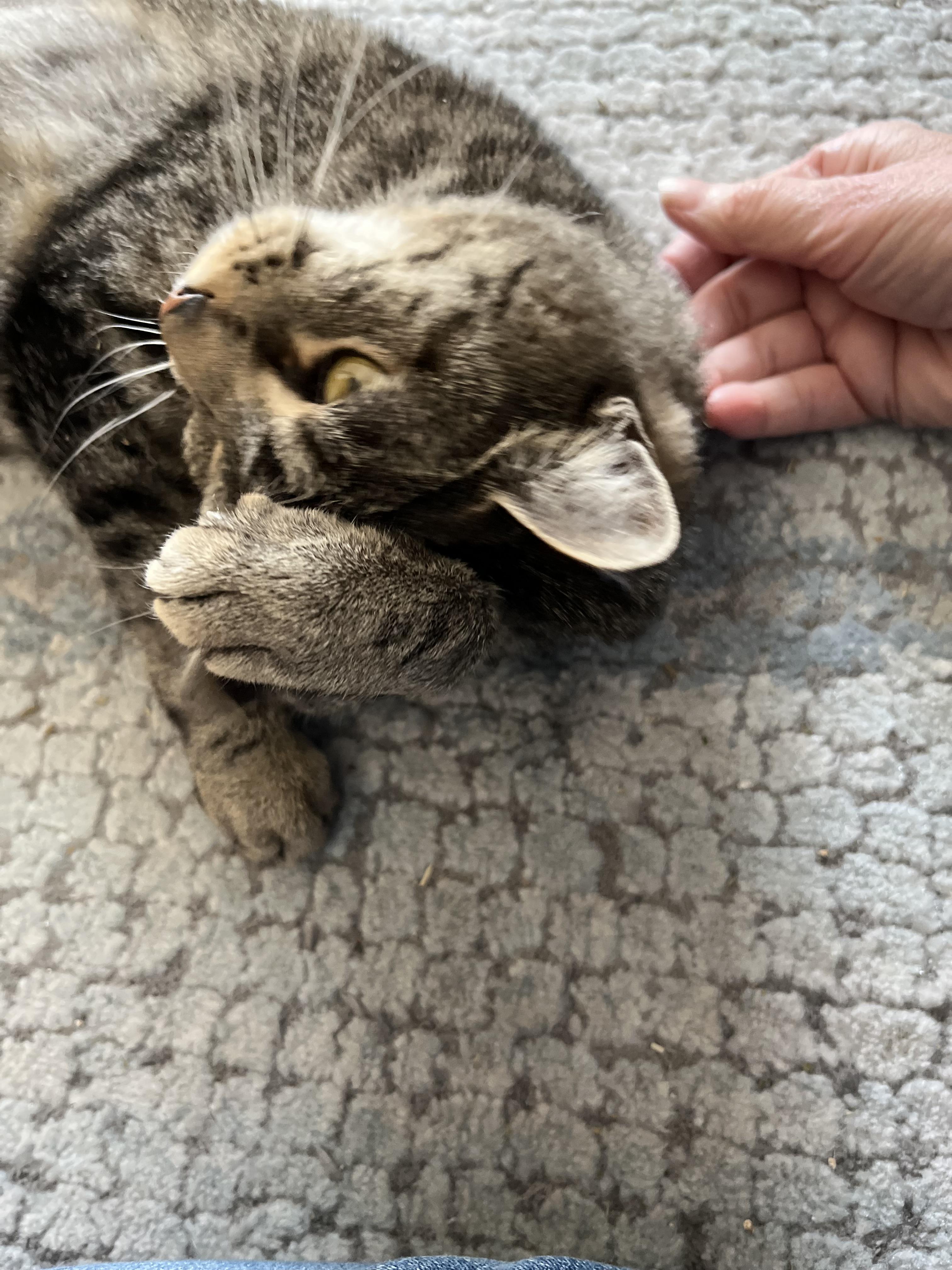 Enlarge Catniss, a ADOPTABLE Tabby in Brick, NJ image 4/5