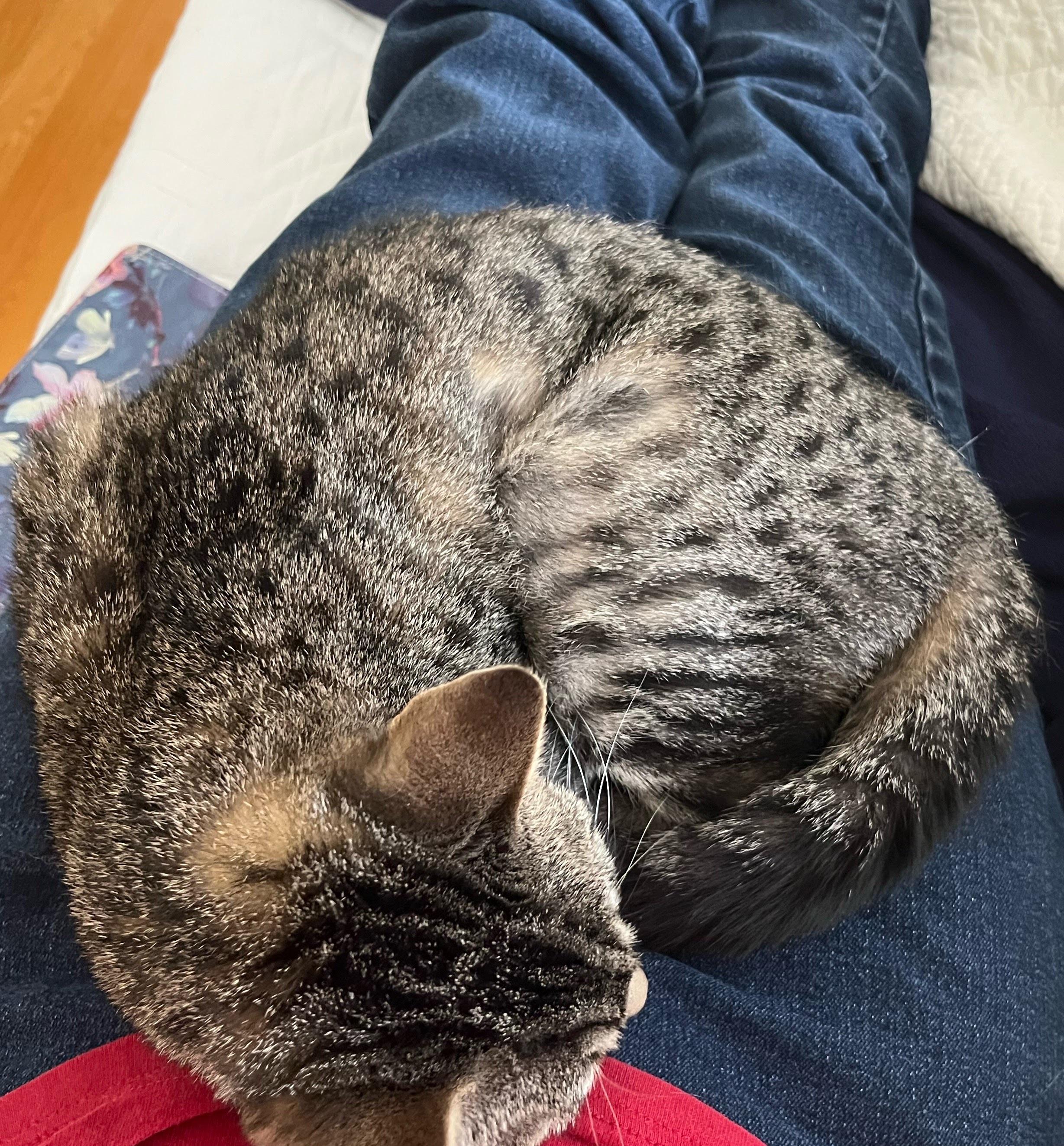 Enlarge Catniss, a ADOPTABLE Tabby in Brick, NJ image 2/5