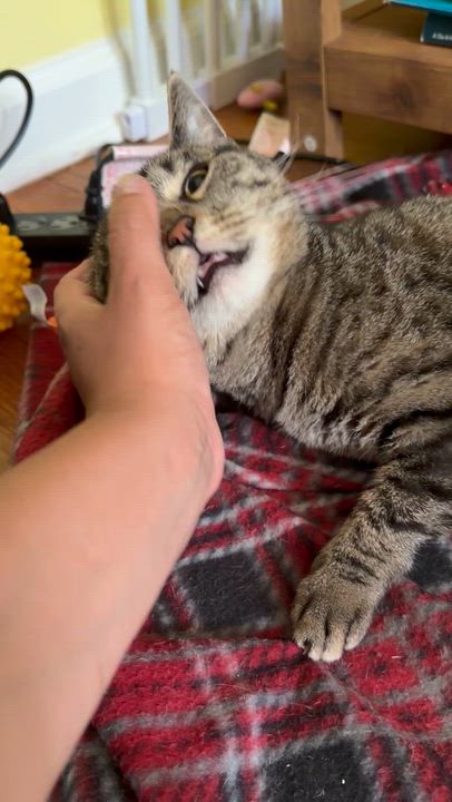 Enlarge Catniss, a Adoptable Tabby in Brick, NJ video 4/5