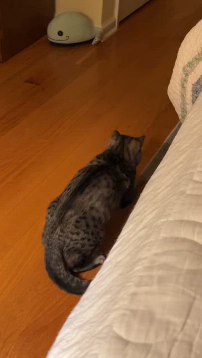 Enlarge Catniss, a ADOPTABLE Tabby in Brick, NJ video 5/5