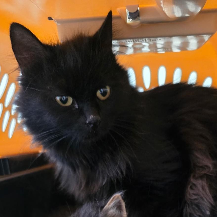 Astrid, Adoptable, Young Female Domestic Long Hair.