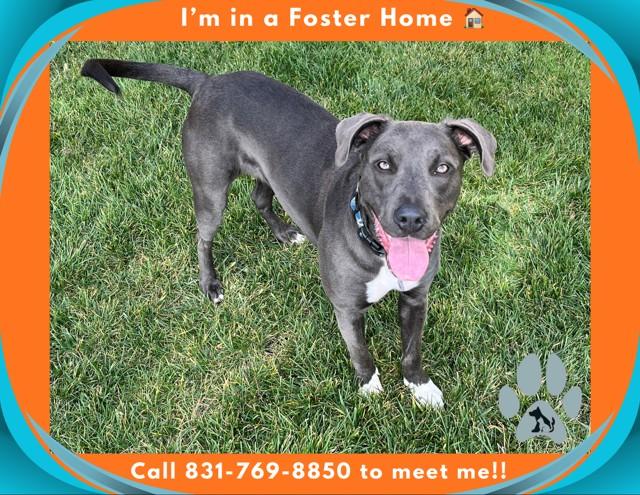 STORMY, Adoptable, Young Female Pit Bull Terrier.