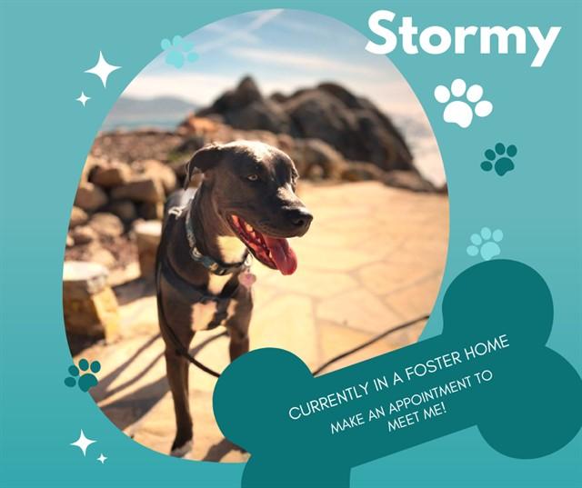 Enlarge STORMY, a Adoptable Pit Bull Terrier in Salinas, CA image 1/1
