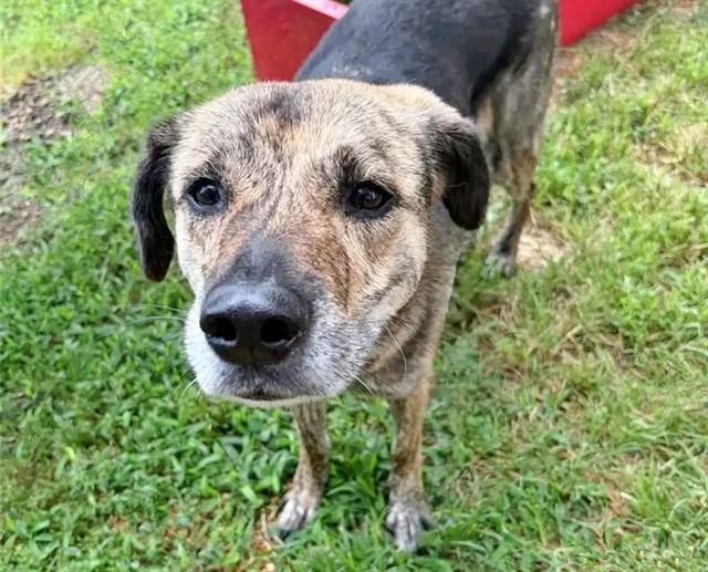 Enlarge CHERRY PIE, a Adoptable Terrier in Saint Louis, MO image 1/1