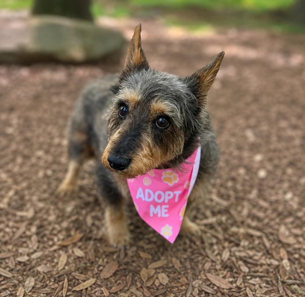 Sadie, Adoptable, Adult Female Terrier.