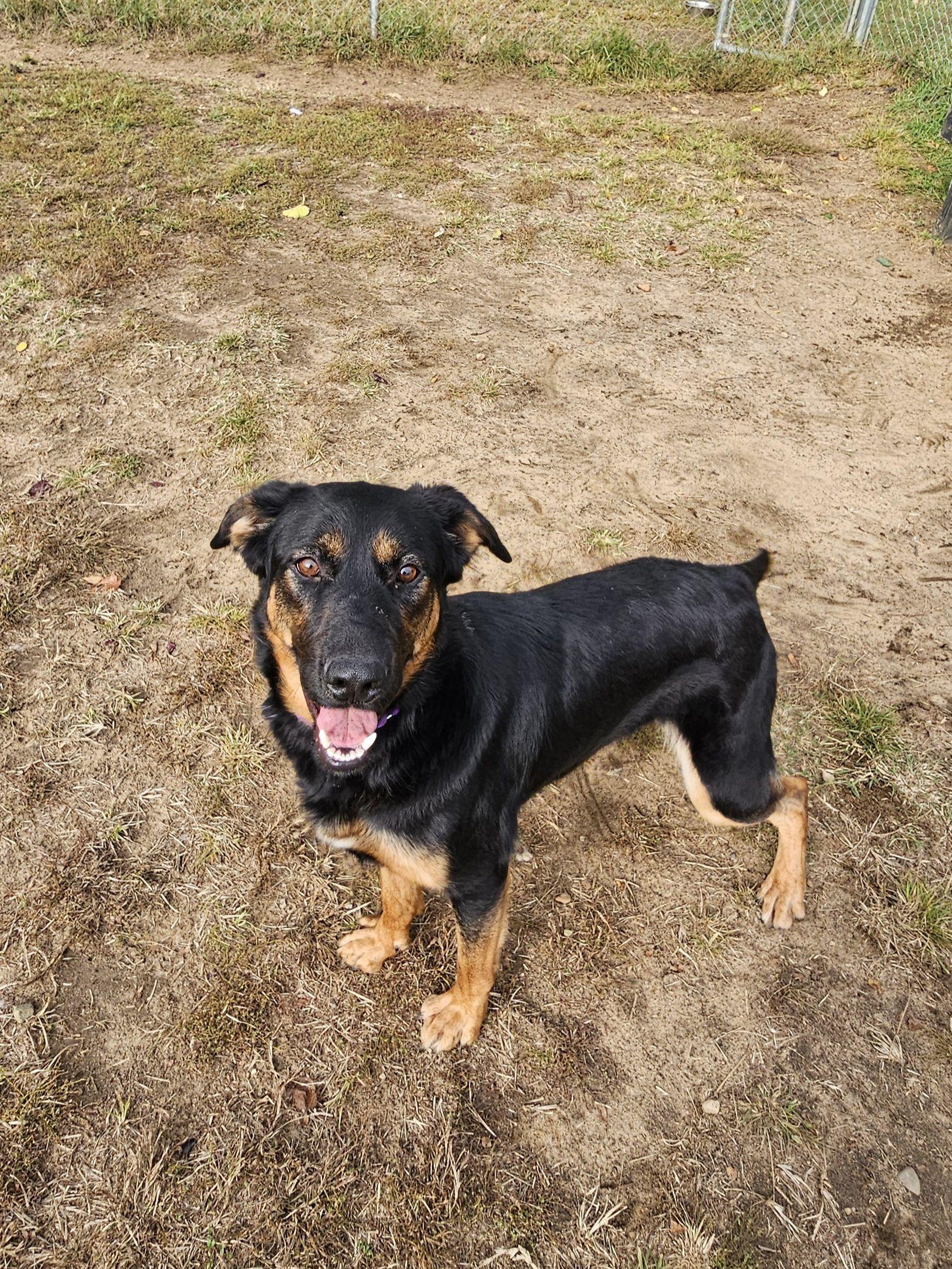 Enlarge Felicia, a Adoptable Mixed Breed in Mishawaka, IN image 5/6