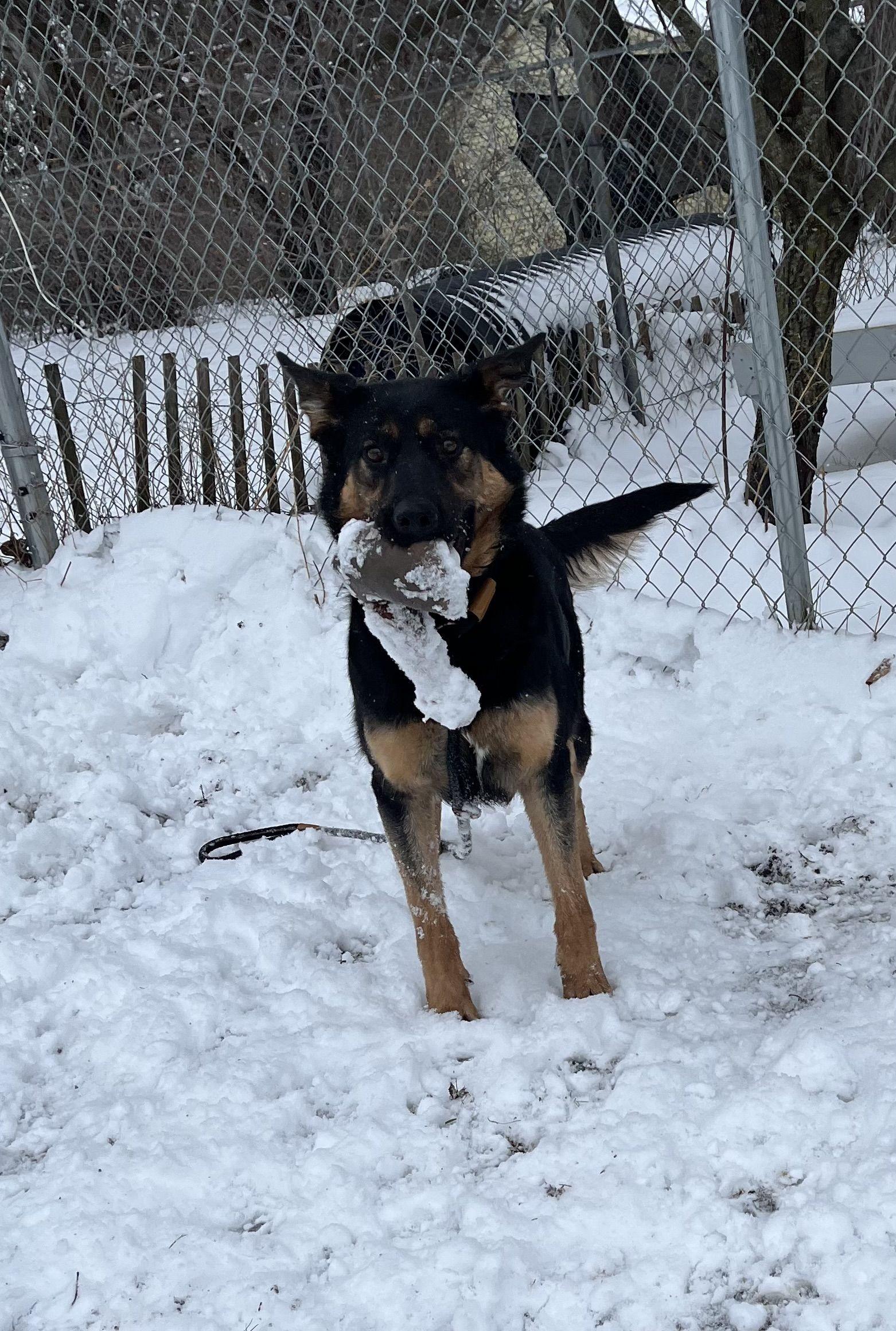 Enlarge Felicia, a Adoptable Mixed Breed in Mishawaka, IN image 3/6