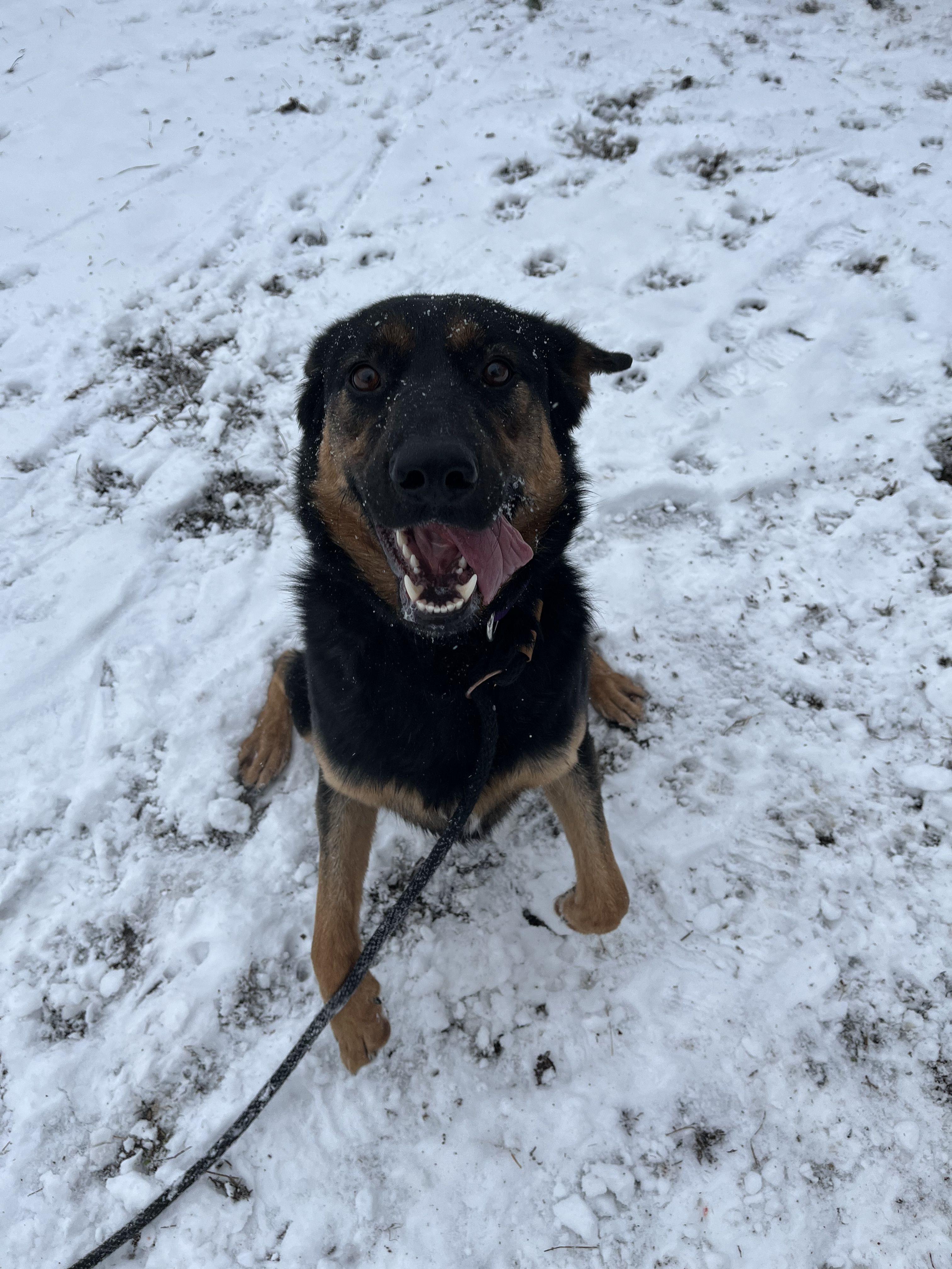 Enlarge Felicia, a Adoptable Mixed Breed in Mishawaka, IN image 2/6