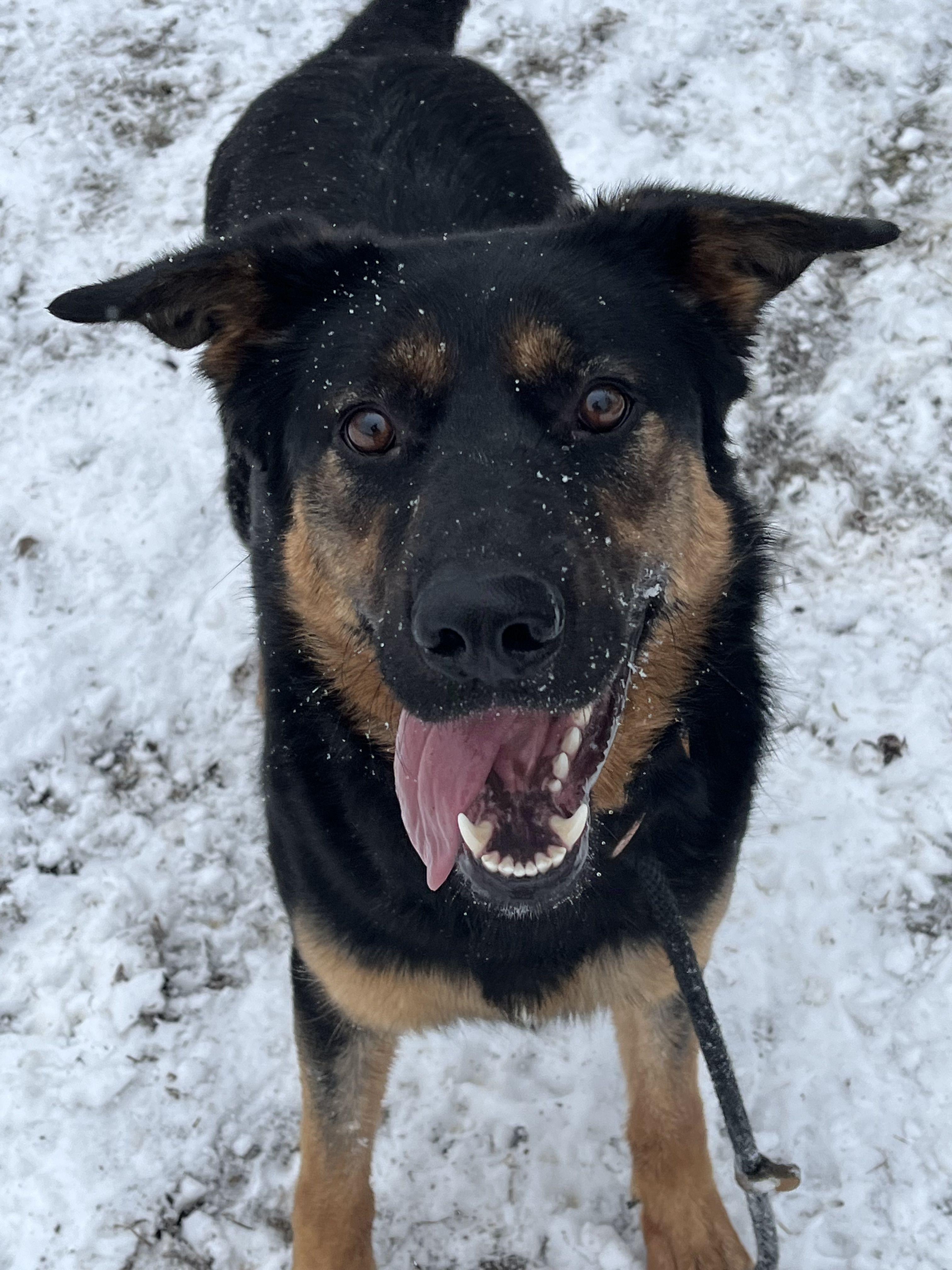 Felicia, Adoptable, Adult Female Mixed Breed.