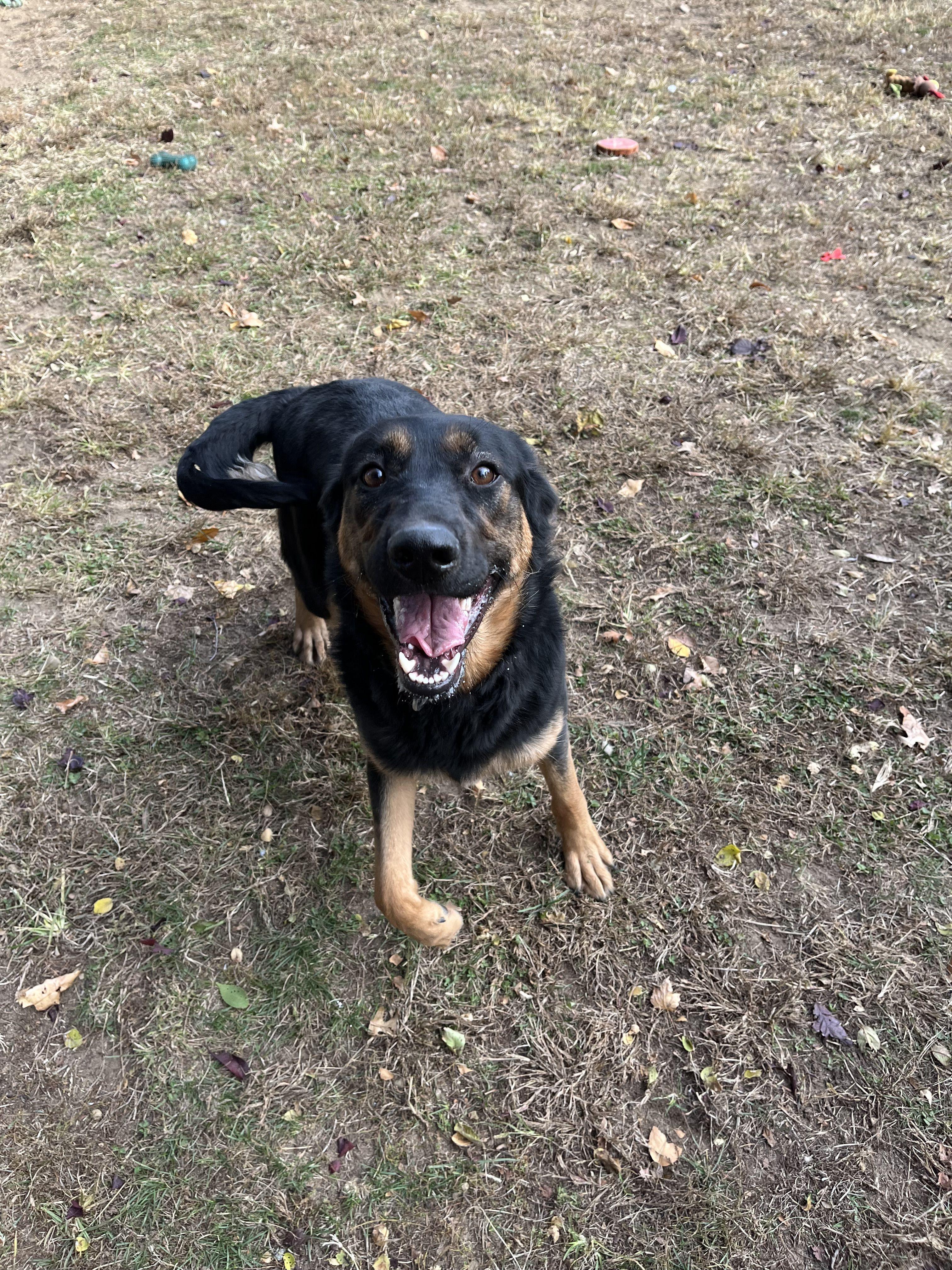 Enlarge Felicia, a Adoptable Mixed Breed in Mishawaka, IN image 6/6