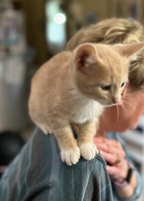 Buffington, Adoptable, Kitten Male Domestic Short Hair.