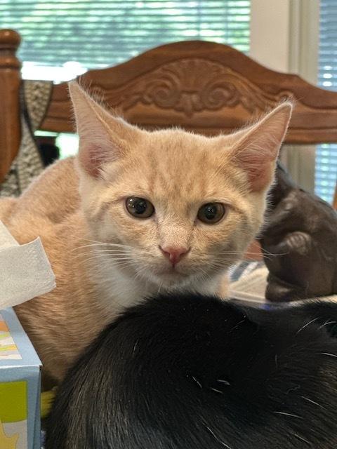 Enlarge Buffington, a Adoptable Domestic Short Hair in Richmond, IN image 2/3