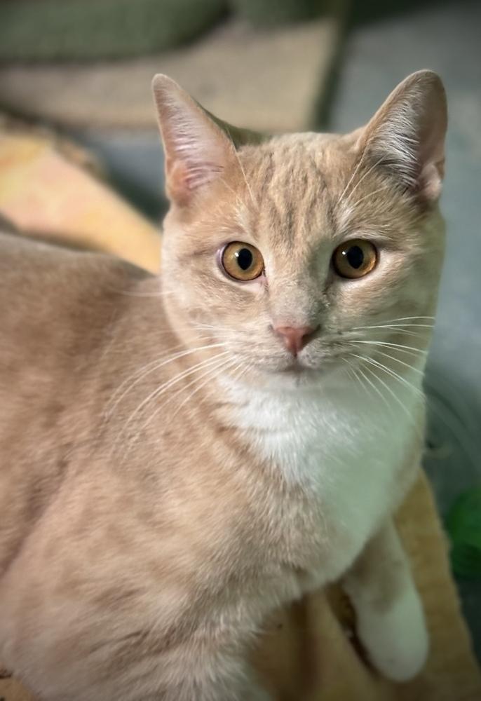Enlarge Buffington, a Adoptable Domestic Short Hair in Richmond, IN image 3/3