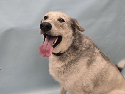 Enlarge Benji, a Adoptable mixed breed in Woodbury, MN image 1/1