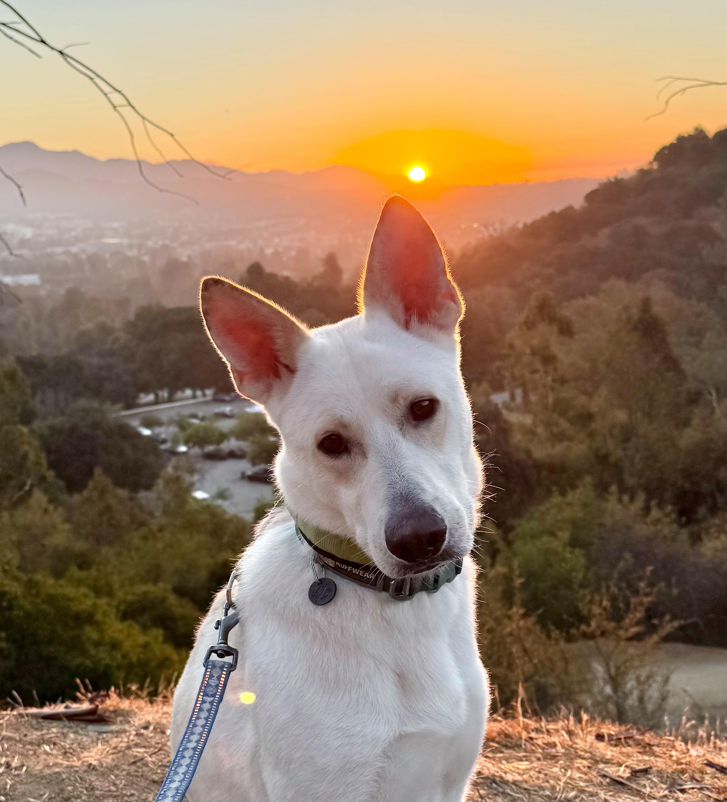 Enlarge Billy, a Adoptable mixed breed in Roseville, CA image 1/6