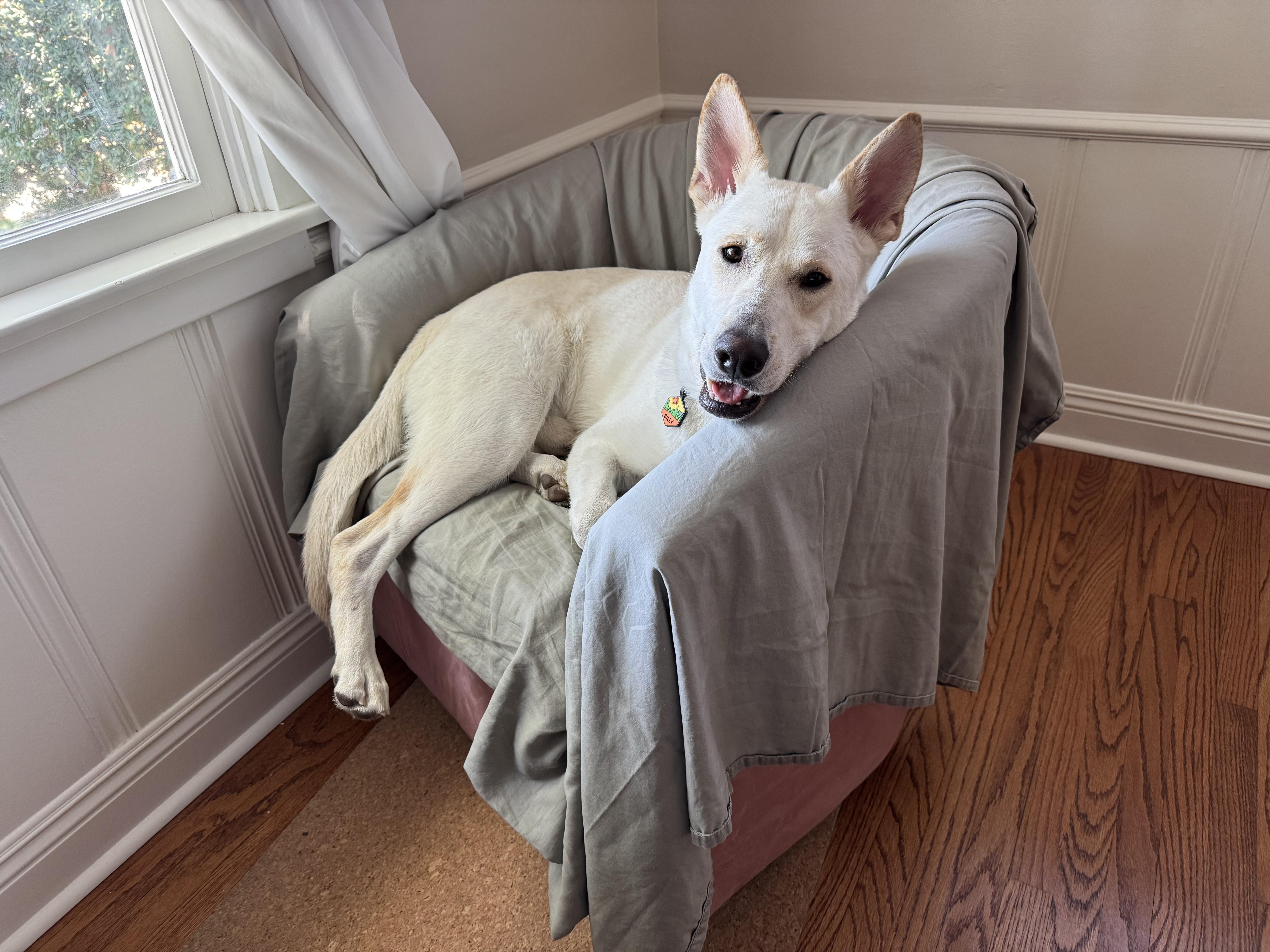 Enlarge Billy, a Adoptable mixed breed in Roseville, CA image 4/6