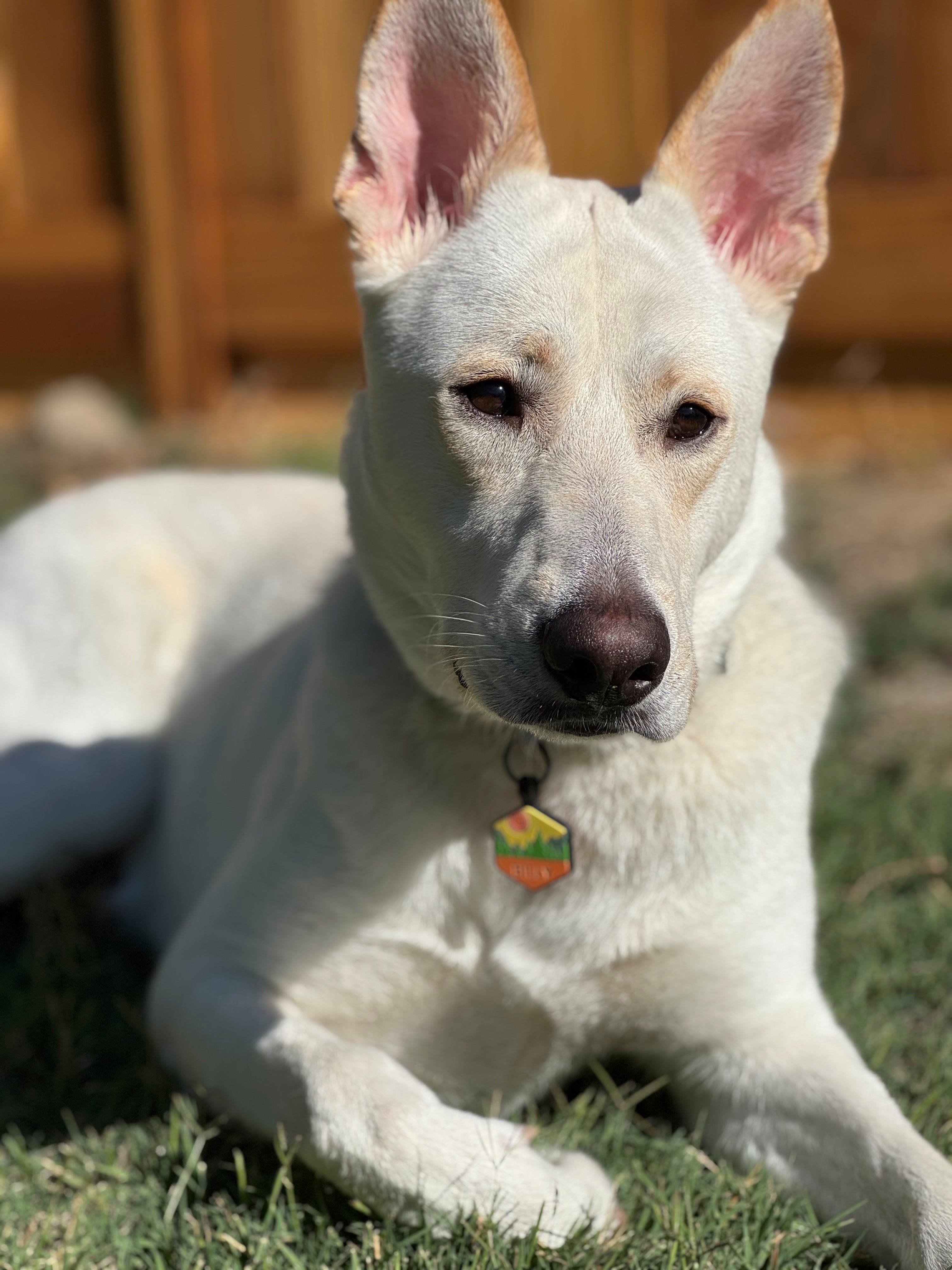 Enlarge Billy, a Adoptable mixed breed in Roseville, CA image 4/6