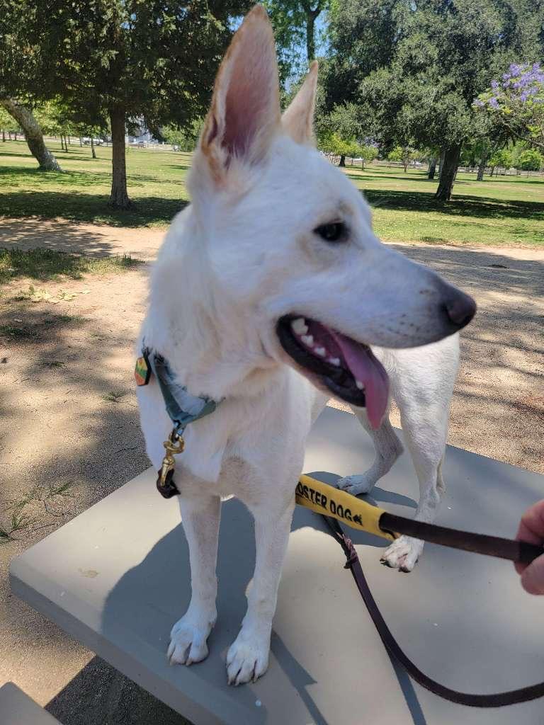 Enlarge Billy, a Adoptable mixed breed in Roseville, CA image 6/6