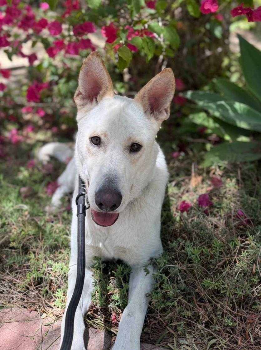 Billy, Adoptable, Young Male German Shepherd Dog.