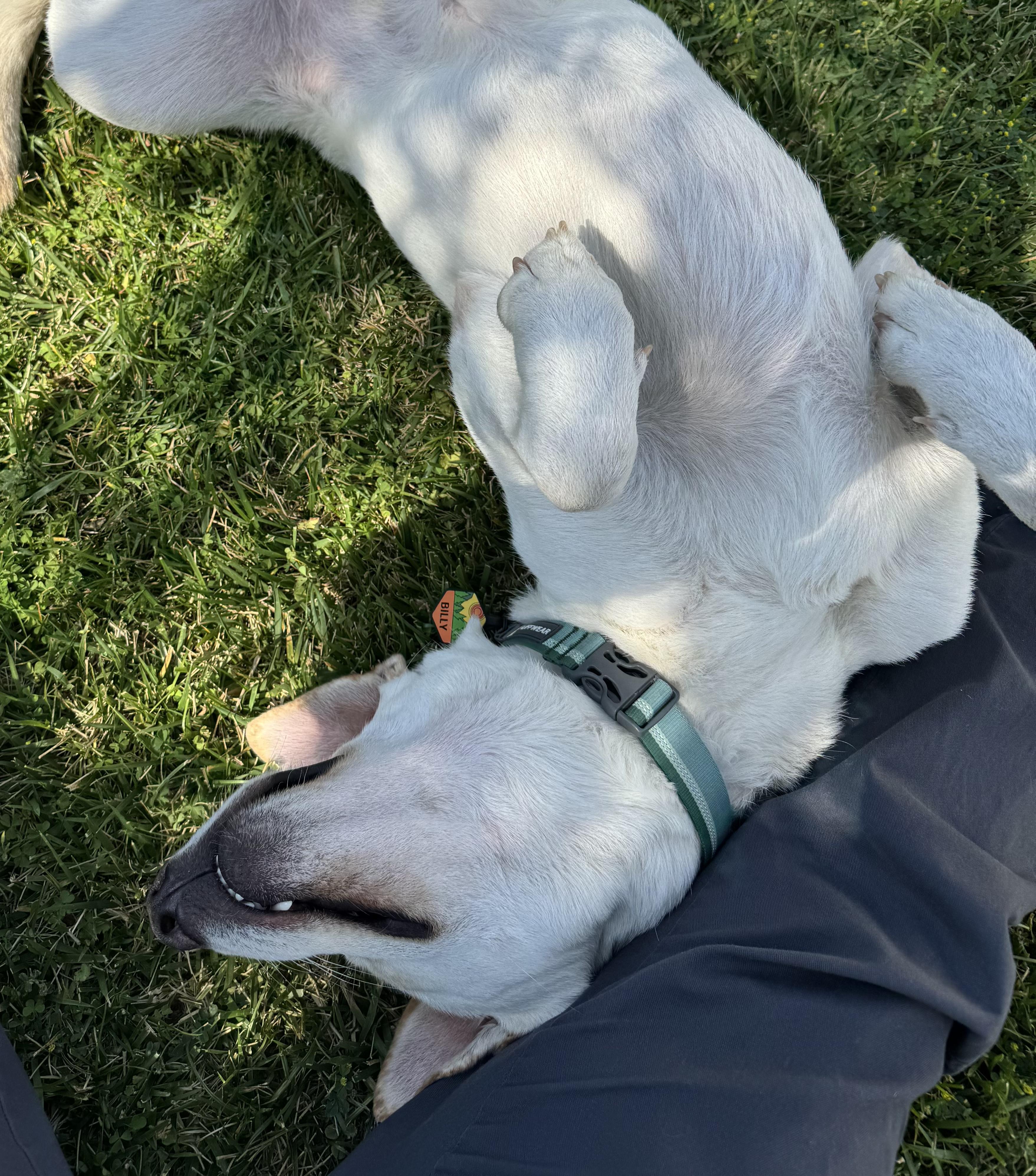 Enlarge Billy, a Adoptable mixed breed in Roseville, CA image 5/6