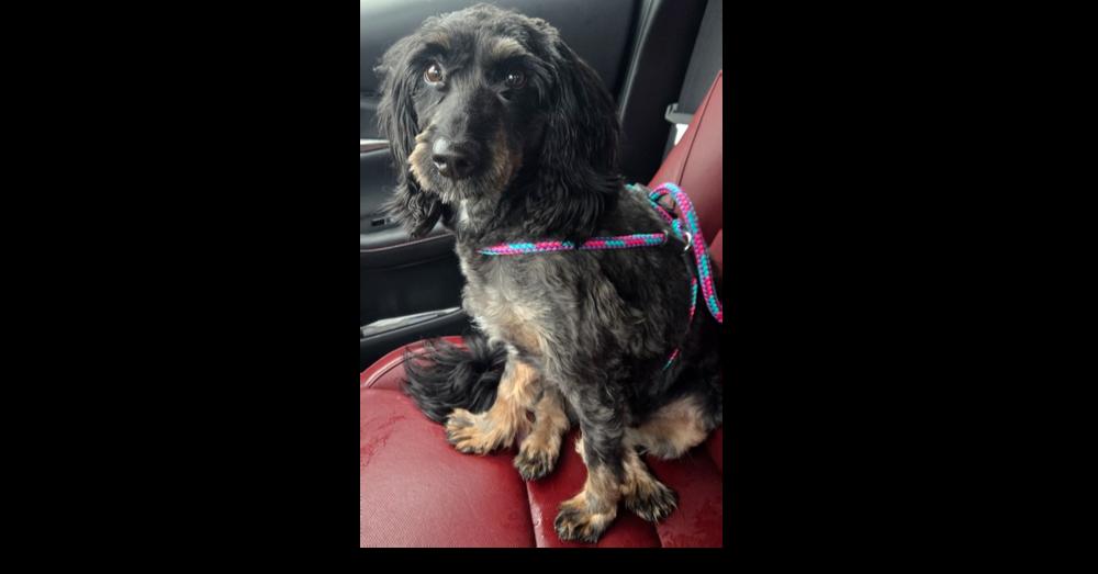 Beary, Adoptable, Young Male Mixed Breed.