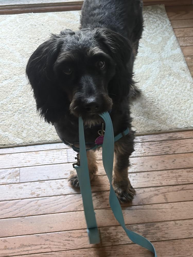 Enlarge Beary, a Adoptable mixed breed in Greenbelt, MD image 2/3